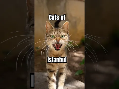 Cat Safaris in Istanbul are so much fun 📸😻 #cats #istanbul #straycats #catphotography #kittens