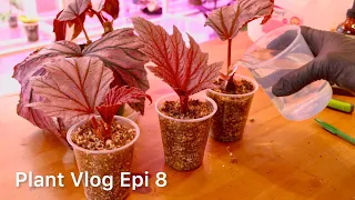 Silent Plant Vlog Epi.08 | Wait until you see what I got! 👀🌿 Hoya haul, repotting & propagating 💚