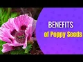 12 Amazing Benefits of Poppy Seeds
