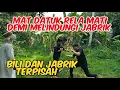 Download Lagu BANG REY LAMPUNG MAT DATUK SELAMATKAN JABRIK DARI CENGKRAMAN MAHESA #bangreylampung