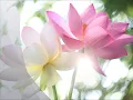 Om Mani Padme Hum