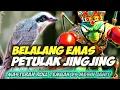 Download Lagu MASTERAN JEGERR!!! BELALANG EMAS VS PETULAK JINGJING || BELALANG RAJA SAMBUNG JINGJING PETULAK