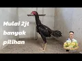 Download Lagu Review ayam 4 bulan sango