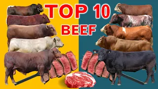 Download Top 10  Cattle Beef Breeds | Highest Average Daily Gain the World from Weaning to Yearling Age MP3