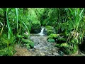 Download Lagu Beautiful Nature's Symphony in the Mountains, Melodic Birdsong, Babbling Stream ASMR