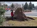 WATCH Trees fell down during Thursday s windstorm in Idaho Falls