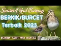 MP3 SUARA PIKAT BURUNG BERKIK/BURCET/PEKUNG TERBAIK 2023. PASTI POIN BANYAK