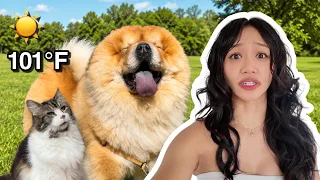 Surviving the HOTTEST summer with our Chow Chow and Cats