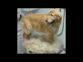 Animal Hospital Joplin MO