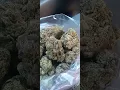 Gary Payton Cannabis strain Dr Greenbody