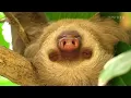 The Extreme Life Of A Sloth