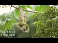 Download Lagu The Extreme Life Of A Sloth