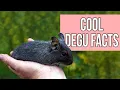 Download Lagu Cool Degu Facts You Would Love to know!