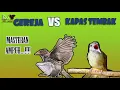 masteran gereja tarung vs kapas tembak gacor nembak terbaru 2021 full durasi satu jam non stop!