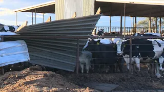 RAW footage of tornado damage in Galt California