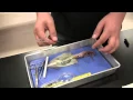 Squid Dissection Full