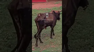 شاهد قبل الحذف فيديو الرعب من قلب الماما أفريكا 