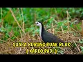 Download Lagu SUARA PIKAT RUAK RUAK  RAWA DAN DANAU