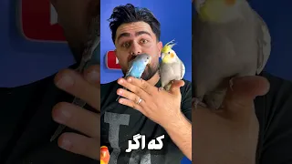 ایران جای عجیبیه برای طوطی ها طوطی Birds 