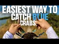 The EASIEST Way to Catch Blue Crabs - Works EVERY TIME