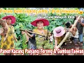 PANEN JAGUNG MANIS, KACANG PANJANG,CABE,TERONG IJO,GAMBAS \u0026 SINGKONG RAKSASA‼️BAHAGIA HIDUP DI DESA 