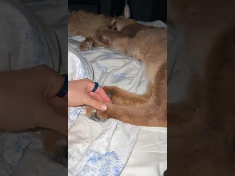 Pumba’s feet are cute!