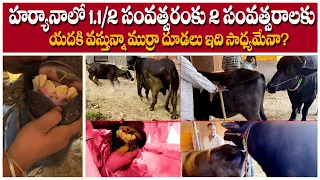 vary good mitting in murrah buffalo 2 1 2 years murrahbuffalo crossing i3media in haryana
