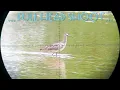 Download Lagu BERBURU RIBUAN BURUNG GAJAHAN FULL HEAD SHOT