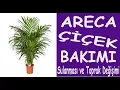 Download Lagu Areka (areca) çiçeğinin bakımı, sulanması ve toprak değişimi. Care of Areca (isca) flower