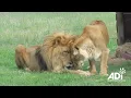 Download Lagu Lion Kisses