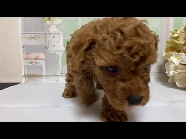 動画