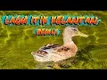 Download Lagu LAGU ITIK KELANTAN CIKGU NAIM REMIX - AGENG KEYBOARD