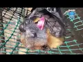 Download Lagu Daily life in Mandi's aviary:  Florentine, Divabelle and Gelert