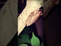 Suara Kodok Perkak