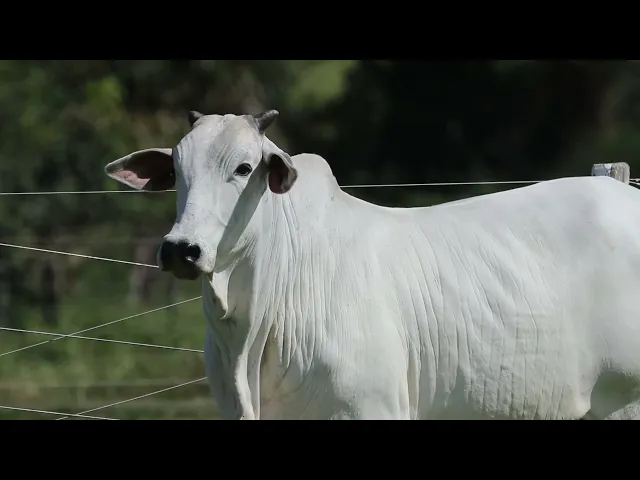 Novilha Nelore CRL - 240