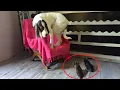 Download Lagu Als kittens de baas spelen bij grote honden 🤣