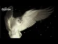 Download Lagu Omer Gigi - I'll Fly For You (Relaxing Set)