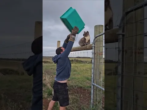 Is the koala really a stupid animal? #shorts