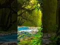 Cool Animated Nature Animated Relaxing Music Meditation Music
