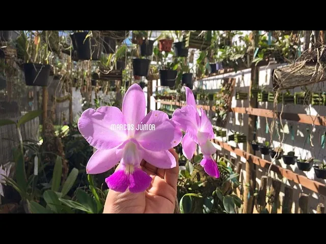 CULTIVO DE ORQUÍDEAS EM MEU ORQUIDÁRIO ENRAIZAMENTO E BROTAÇÃO