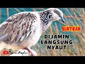 Download Lagu pancingan tekukur malas bunyi cepat gacor rajin bunyi
