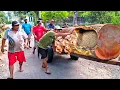Download Lagu Tragis! satu hal yang di alami pekerja kayu di pabrik penggergajian kayu ini sangat menyentuh hati