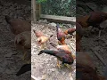 Pinnon yellow leg hatch