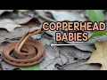 IS That a Baby Copperhead Snake in Your Yard