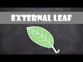 External Leaf Structure Plant Biology