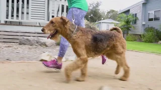 Pet Friendly Accommodation - Henty Bay Beach Victoria S3 Ep 5 Pooches at Play