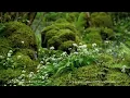 Short 10 Min Nature Sounds Meditation - Relaxing Forest Morning Birds Chirping - Calm Sleeping Sound