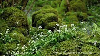 Short 10 Min Nature Sounds Meditation Relaxing Forest Morning Birds Chirping Calm Sleeping Sound 