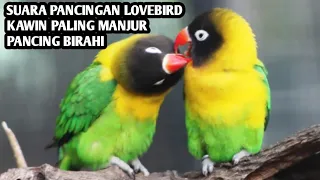 Download SUARA LOVEBIRD BIRAHI KAWIN , SEKALI DENGAR LANGSUNG BIRAHI MP3