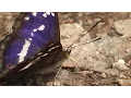 Download Lagu Purple Emperor (Male) Bentley Wood 04/07/2015